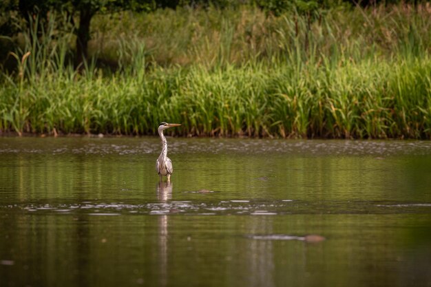 Linda garça cinzenta no prado maravilhoso pássaro no habitat natural