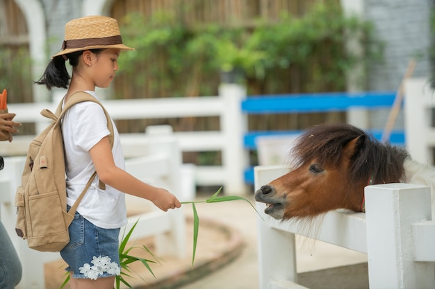 Linda garota asiática está alimentando o cavalo anão com grama nos estábulos. Cavalos anões na fazenda.
