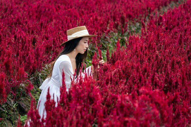 Linda garota de vestido branco sentada nos campos de flores Celosia, Chiang Mai