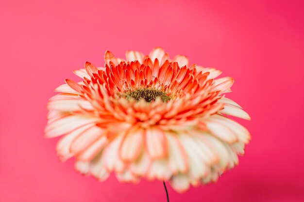 Linda gerbera no rosa