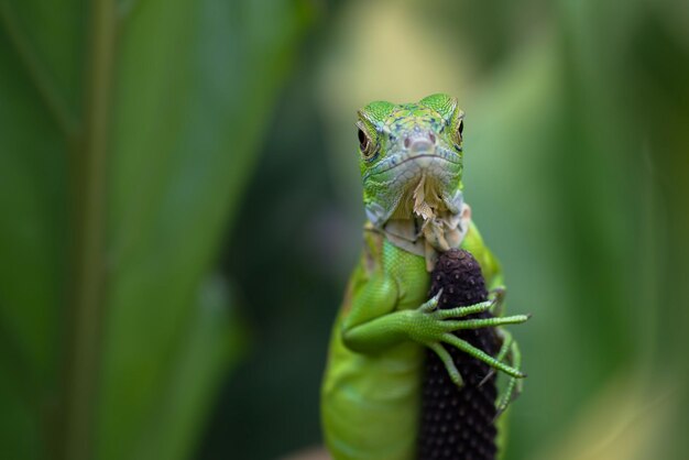 Linda iguana verde closeup cabeça na madeira