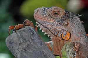 Foto grátis linda iguana vermelha closeup com cabeça na madeira