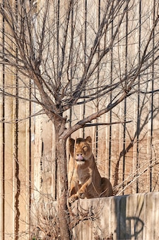 Linda leoa (panthera leo) deitada em seu recinto zoológico olhando para a câmera com uma árvore na frente