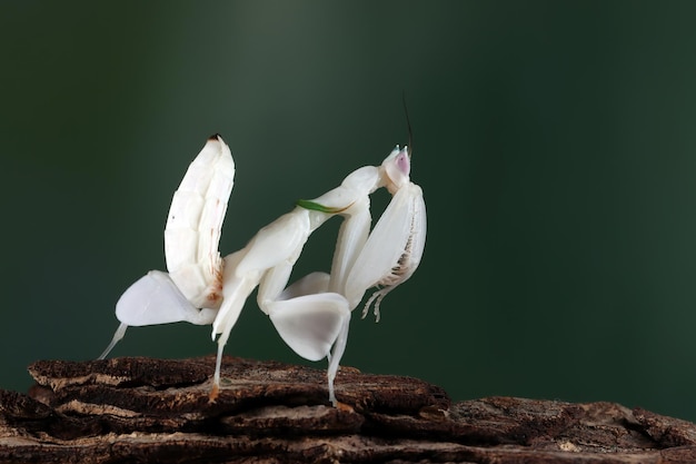 Foto grátis linda orquídea louva-a-deus em close-up de inseto no ramo