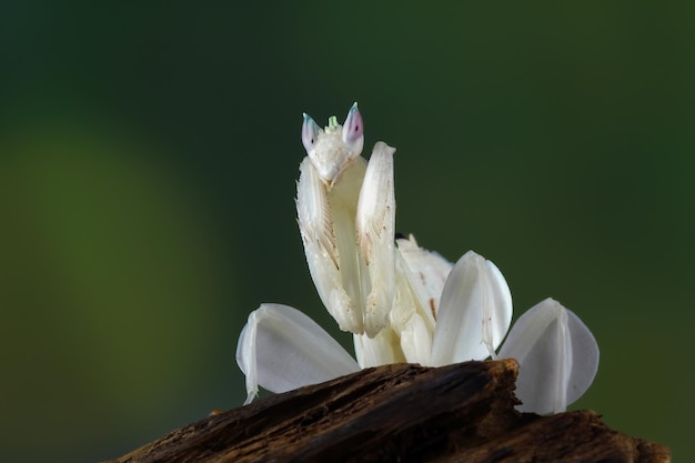 Linda orquídea mantis closeup