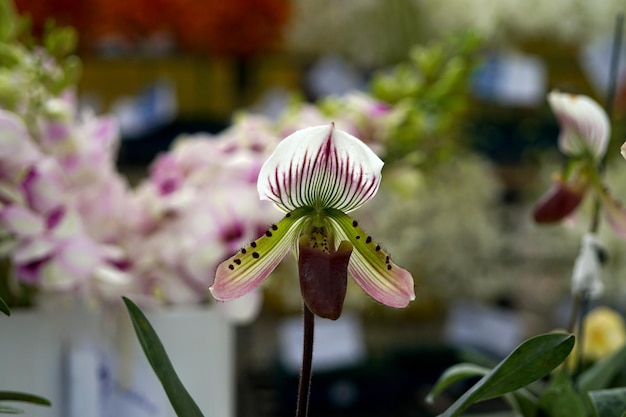 Linda planta de orquídea paphiopedilum callosum