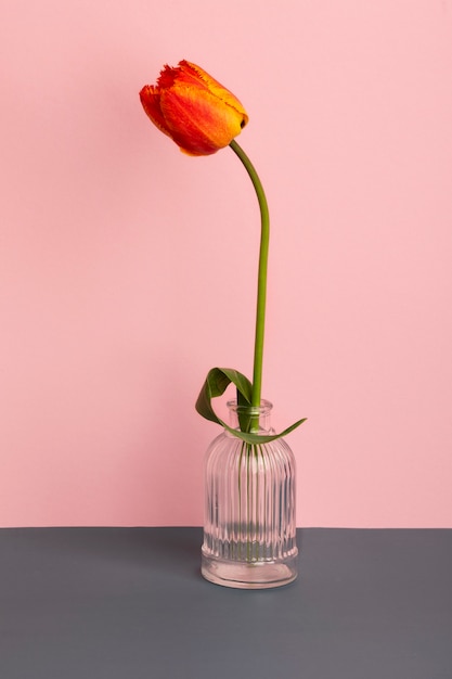 Foto grátis linda tulipa em vaso de papel de parede de primavera