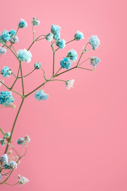 Linda variedade azul de flores