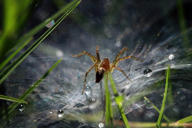 Lindas aranhas na rede esperando por insetos