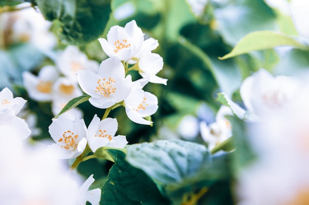 Lindas flores brancas de jasmim em fundo de primavera com flores de jasmim...