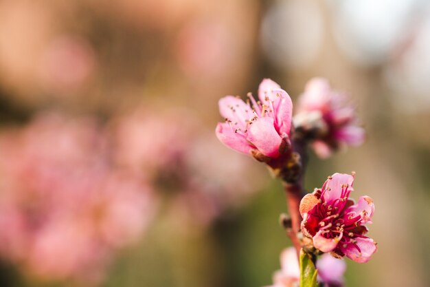 Lindas flores de cerejeira em um jardim capturadas em um dia ensolarado