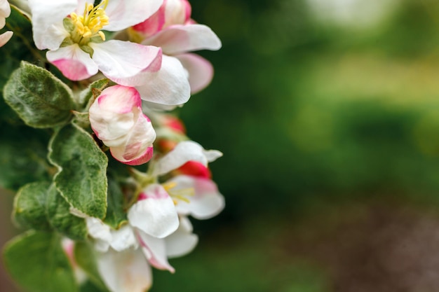 Lindas flores de macieira branca em fundo de primavera com inspiração de macieira florida...