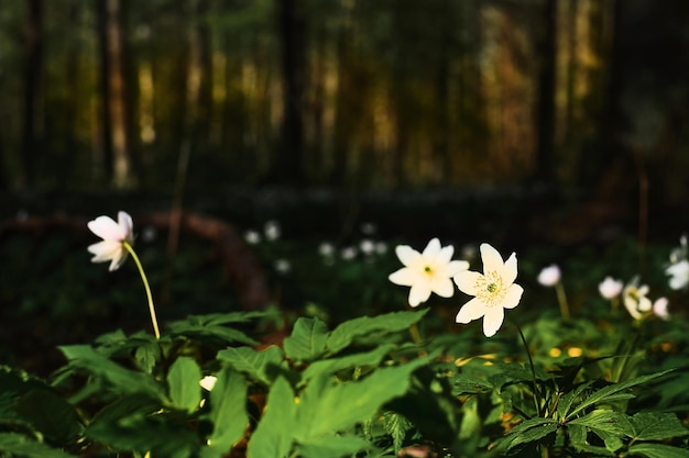 Lindas flores de primavera de anêmona de madeira em uma floresta de pinheiros closeup foco seletivo Anêmona ou dedaleira Anêmona nemorosa primavera pôr do sol com ideia de paisagem florestal ou banner