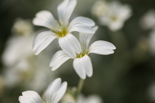 Lindas flores desfocadas na natureza