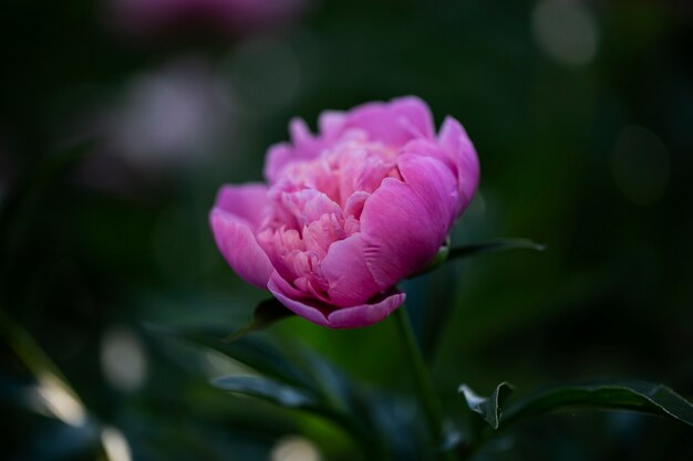 Lindas flores desfocadas na natureza