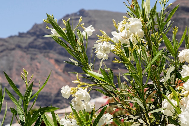 Lindas flores exóticas brancas com fundo desfocado