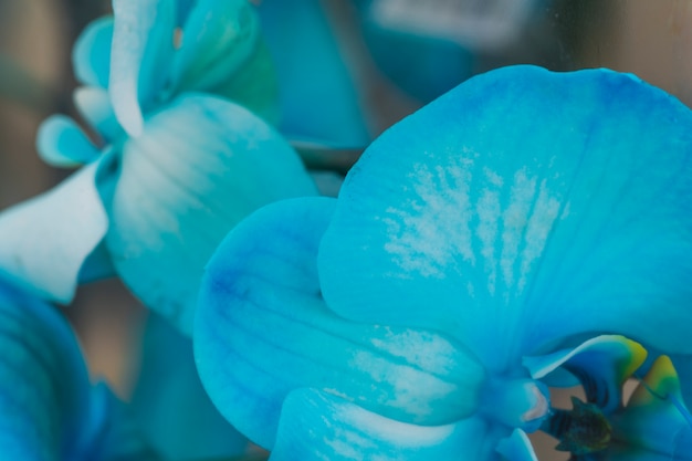 Lindas flores frescas azuis