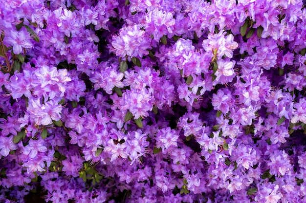 Foto grátis lindas flores roxas pequenas