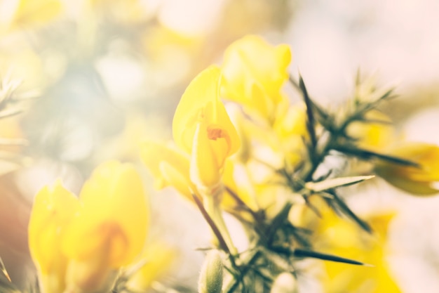Lindas flores silvestres amarelas florescendo durante a primavera