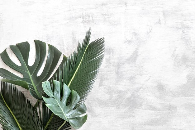 Lindas folhas tropicais em branco.