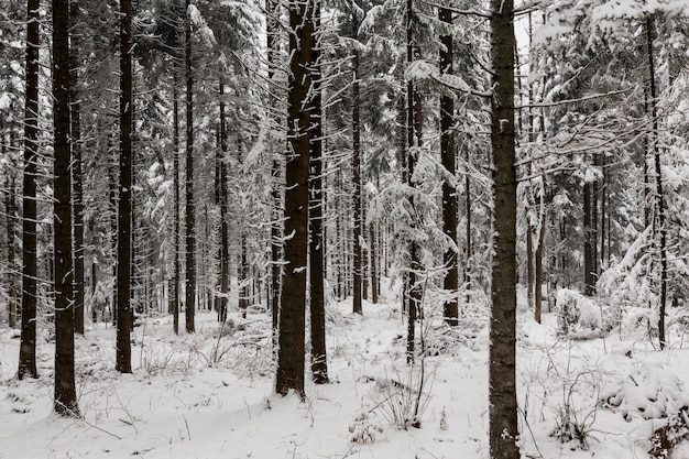 Foto grátis lindas madeiras nevadas