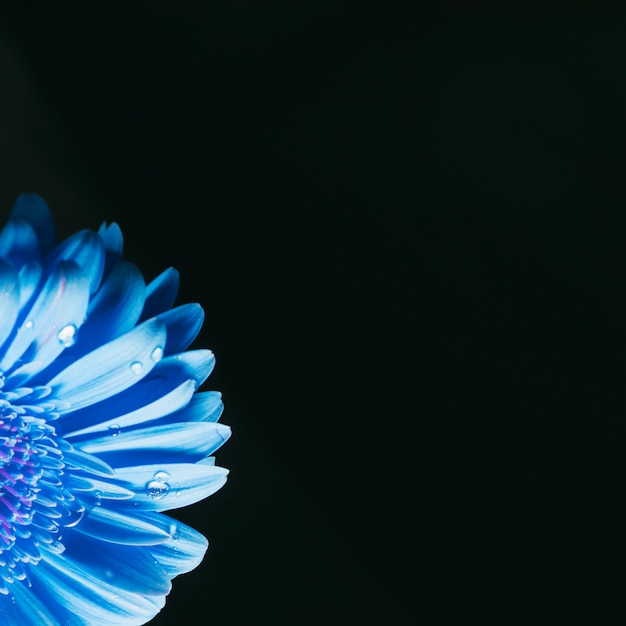 Foto grátis lindas pétalas de flor azul brilhante no orvalho