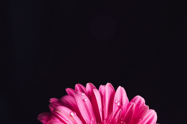 Lindas pétalas de flor rosa brilhante no orvalho