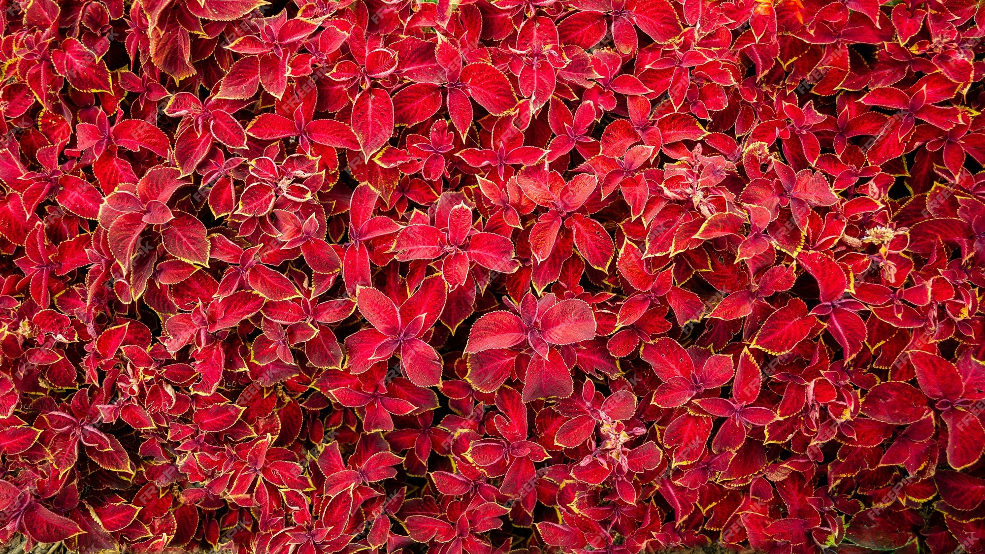 Lindas plantas com folhas vermelhas brilhantes | Foto Grátis