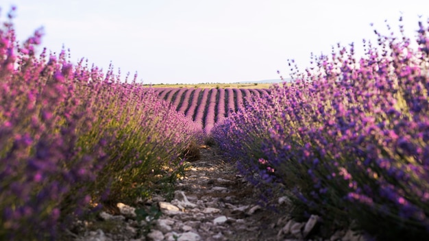 Lindas plantas e caminho de lavanda roxa