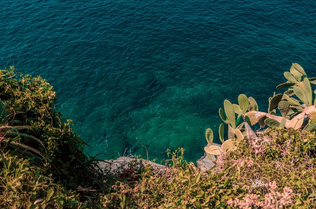 Foto grátis lindas plantas verdes cultivadas em colinas rochosas perto do mar