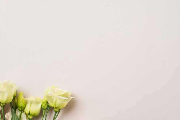 Lindas rosas em branco