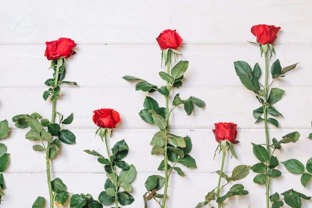 Foto grátis lindas rosas vermelhas