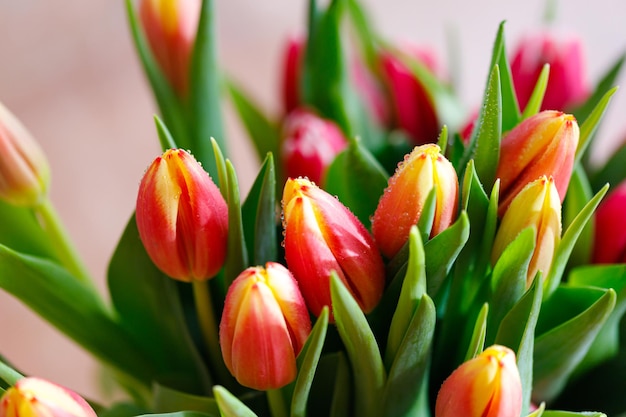 Lindas tulipas bando layout de borda floral para férias de primavera cartão de saudação do dia das mães Foto Premium