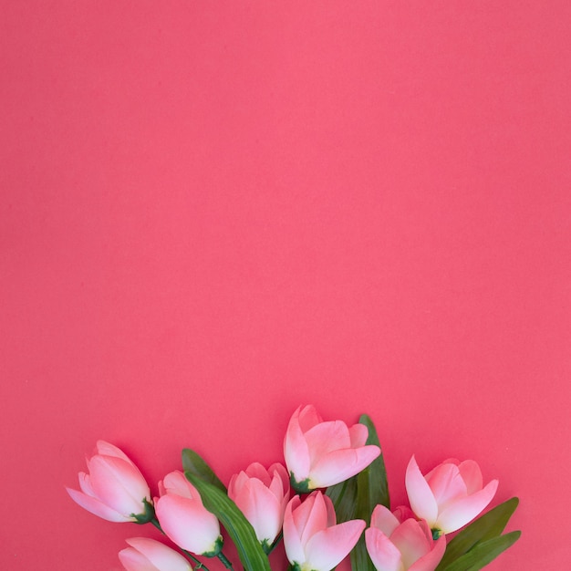 Foto grátis lindas tulipas em fundo rosa