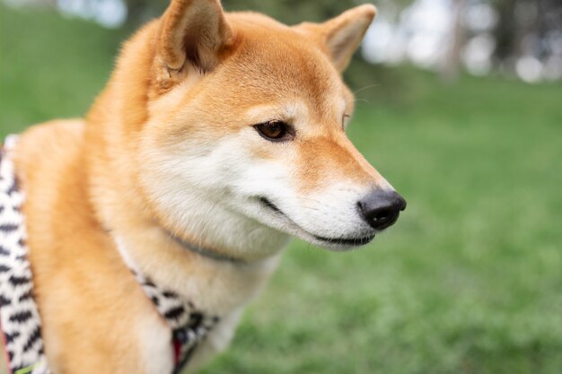 Lindo animal de estimação shiba inu com a família