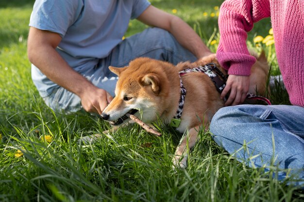 Lindo animal de estimação shiba inu com a família