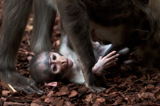 Foto grátis lindo bebê mangabey de ninhada branca e o pai brincando em um zoológico em valência, espanha