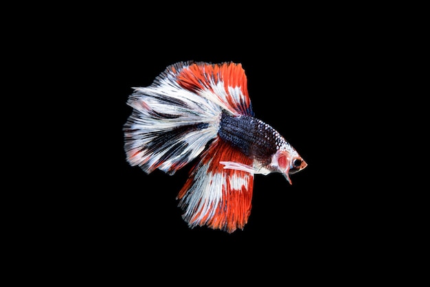 Lindo Betta splendens vermelho, azul e branco. O peixe lutador siamês, comumente conhecido como betta, é um peixe popular no comércio de aquários.