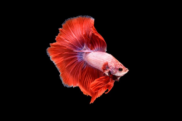 Lindo Betta splendens vermelho, peixe lutador siamês ou Pla-kad em peixes populares tailandeses em aquário