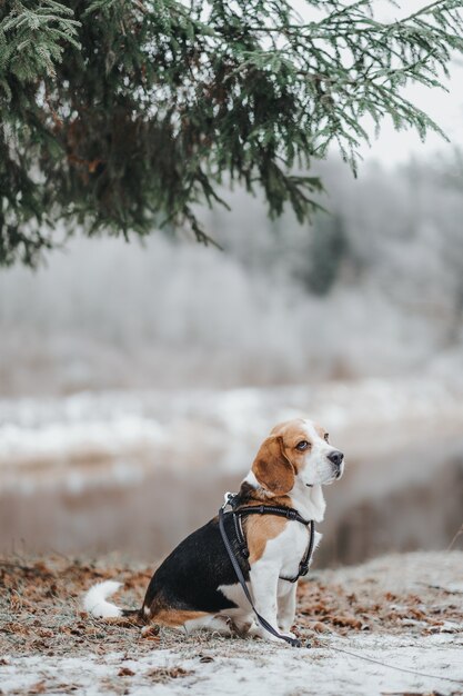 Lindo cachorro Beagle andando na floresta de inverno durante o dia