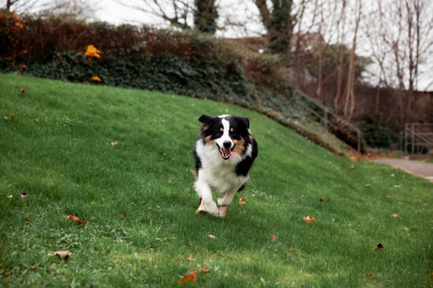 Lindo cachorro border collie se divertindo ao ar livre