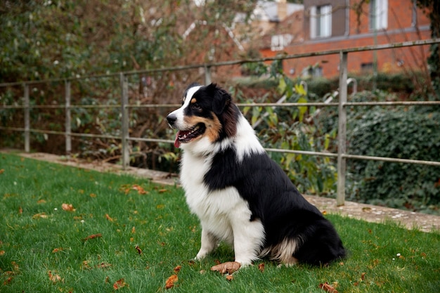 Lindo cachorro border collie se divertindo ao ar livre