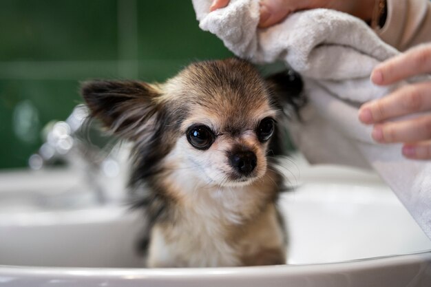 Lindo cachorro chihuahua tomando banho