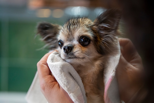 Lindo cachorro chihuahua tomando banho