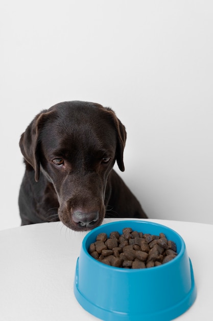 Foto grátis lindo cachorro com comida nutritiva