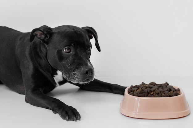 Foto grátis lindo cachorro com comida nutritiva