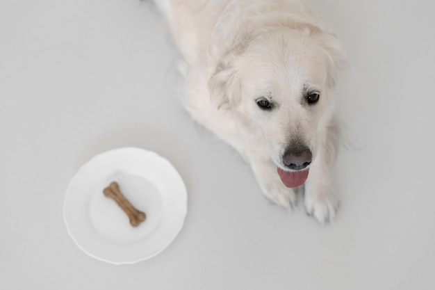 Lindo cachorro com comida nutritiva