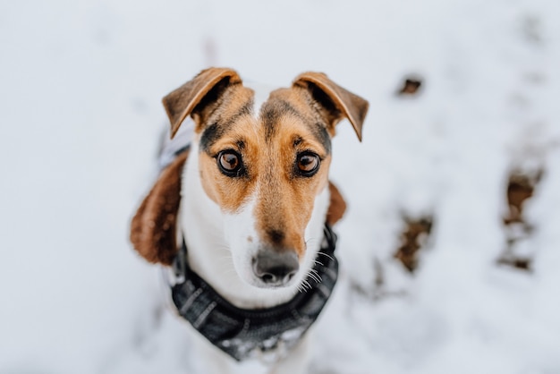 Lindo cachorro jack russell terrier