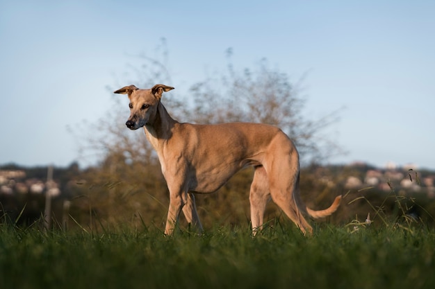Foto grátis lindo cão galgo ao ar livre