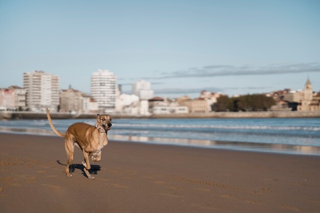 Foto grátis lindo cão galgo correndo na praia